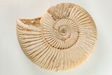 Jurassic Ammonite (Perisphinctes) Fossil - Madagascar #203947-1